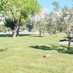 ayvalik-artik-cok-daha-yesil.jpg