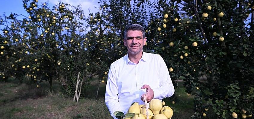baskan-kocaman-ayva-hasadina-katildi.jpg