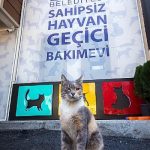 sokak-hayvanlarina-34-ton-mama.jpg