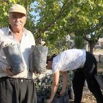 antalya-buyuksehirden-ciftciye-keciboynuzu-destegi.jpg