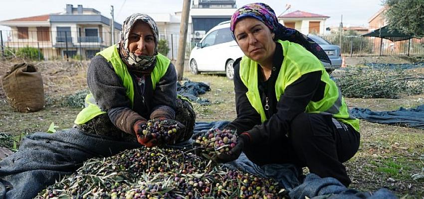 edremit-belediyesinin-zeytinleri-hasat-ediliyor.jpg