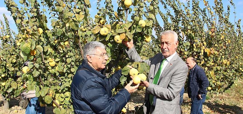 turkiyenin-uretiminde-ve-ihracatinda-dunyada-lider-oldugu-ayvada-hasat-coskusu.jpg