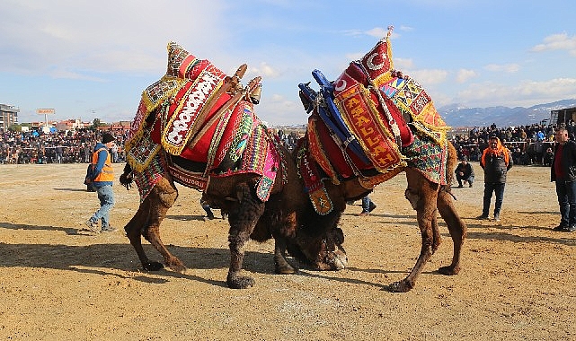 burhaniyede-zeytin-hasat-festivali-ve-deve-guresleri-basliyor.jpg