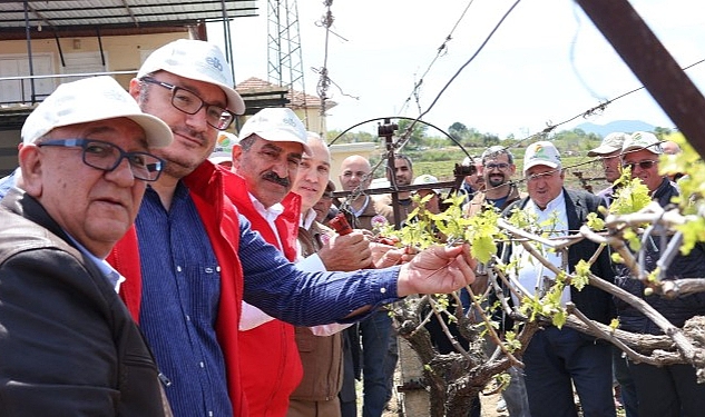 turk-uzumu-dunya-sofralarina-kalintisiz-ulasiyor.jpg