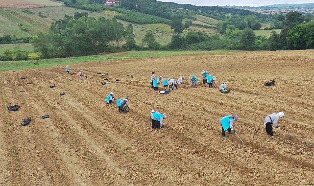 tibbi-aromatik-bitki-yetistiriciliginde-yeni-urun-kekik.jpg