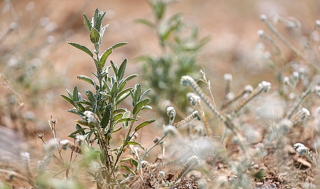 buca-belediyesi-adacayi-ihrac-edecek.jpg