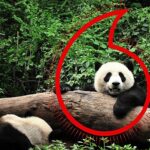 vodafone-ve-wwften-gezegen-icin-bir-milyon-telefon-kampanyasi.jpg