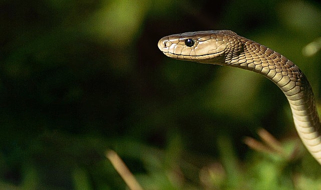 efsane-yilanlar-ozel-2-mart-cumartesi-20-00de-national-geographic-wild-ekranlarinda-basliyor.jpg