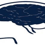 Beyin Tümörü Ameliyatı ve Glioblastoma Multiforme: Yaşam Süresini Uzatan Modern Yaklaşımlar